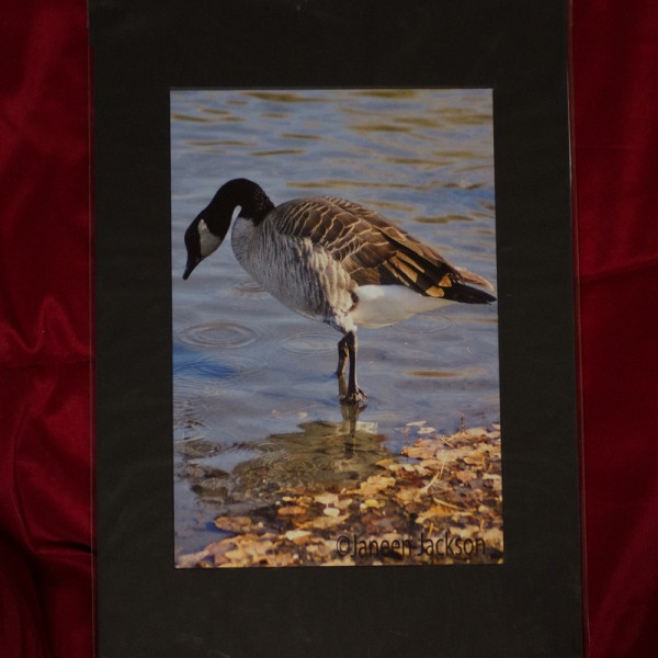 Goose V Leaves RS Goose V Leaves RS