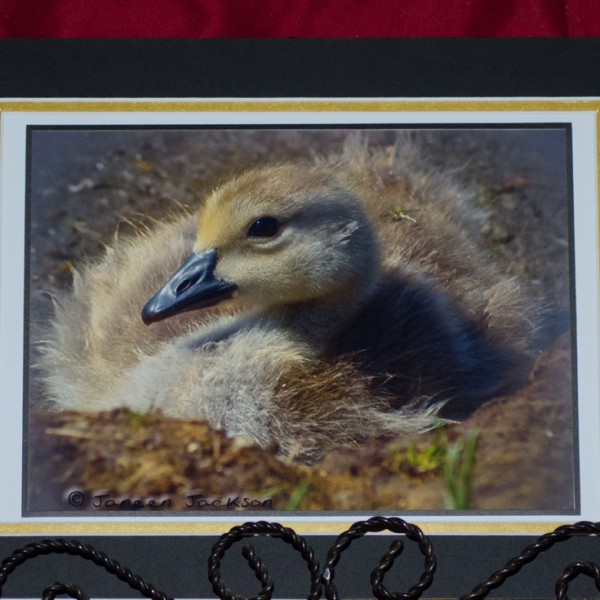 Gosling RS Gosling RS