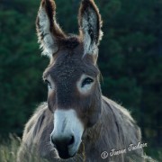 JPA_7018 Big Jack Burrow HD 2 BK WM RS JPA_7018 Big Jack Burrow HD 2 BK WM RS