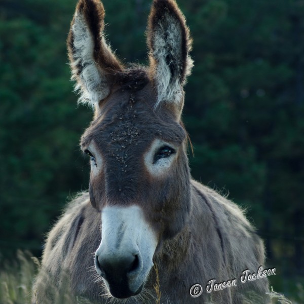 JPA_7018 Big Jack Burrow HD 2 BK WM RS JPA_7018 Big Jack Burrow HD 2 BK WM RS